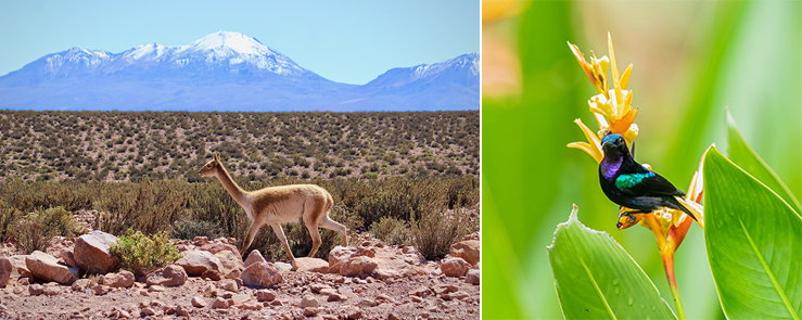 Photos (left to right): This vicuña was one of two employee-submitted photos that will be featured in the WHC’s 2023 Weekly Engagement Calendar; This male Black Sunbird was one of two employee-submitted photos that will be featured in the WHC’s 2023 Weekly Engagement Calendar.