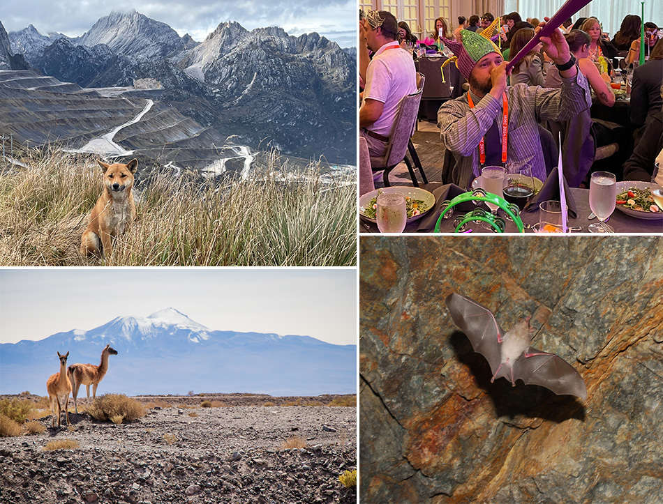 Photos (clockwise): Research done at PTFI on the New Guinea Singing Dog, observed in the mountainous region around Papua, has established it is a distinct species. The work was recognized with the Mammals Project Award from the Wildlife Habitat Council; The enthusiasm displayed by Michael Steward, Manager, Remediation Projects, helped Freeport-McMoRan win the Spirit Award at the recent Wildlife Habitat Council dinner; Cerro Verde received the Bats Project Award for its work to protect the threatened bat species Platalina genovensium; Efforts to protect the guanaco earned Cerro Verde the Species of Concern Project Award from the Wildlife Habitat Council.